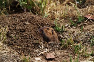 Gopher in gopher hole