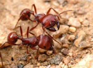 Harvester Ant Maricopa