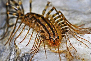 House_Centipede