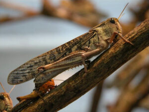 Locust on branch