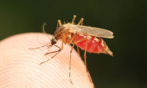 Feeding mosquito with human blood