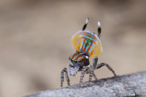 Peacock Spider Jurgen-otto.2