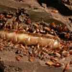 workers tending Queen Ant