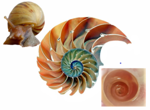 snail-shell-collage-whole-and-inside
