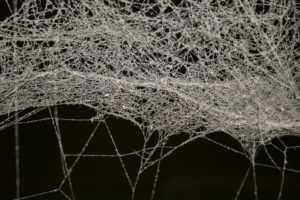 Spider Web Cob Webs