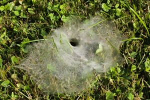 Dew covered web of funnel web spider created in grass