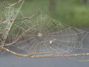 Spider_web_with_dew