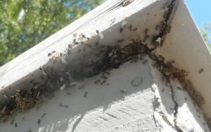 Swarming Termites in Eaves
