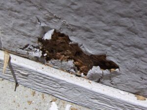 termite-damage-painted-area-bubbled-paint-2