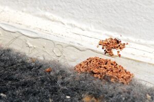 termite-frass-at-baseboard-2