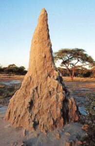 African Termite Mound