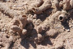 U.S. Desert Subterranean Termite Colony 