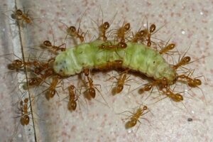 yellow-crazy-ants-feeding