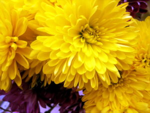 Yellow_Chrysanthemums