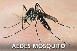 Aedes Albopictus- Asian Tiger Mosquito