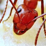 ant-face-with-antennae-564615_640