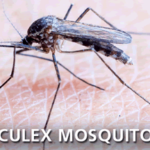 culex mosquito