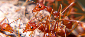 fire-ants-1