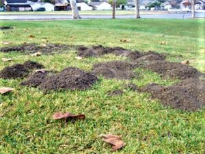 gopher-holes-in-park-2