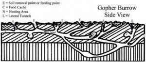 diagram of gopher burrow