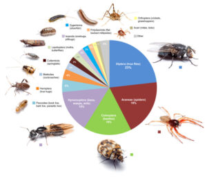 graph of insects in home