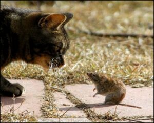 rat and cat
