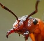 red-ant-head-and-open-mandibles-2