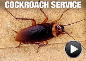 roach-video-poster (1)