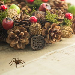 spider-found-in-holiday-decorations