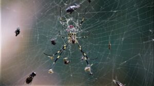 spider-in-web-with-food-4631652_1280