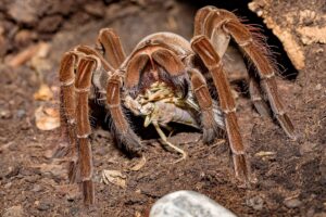 spider-tarantula-eating-4362987_1280