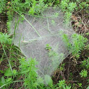 spider web sheet web 2