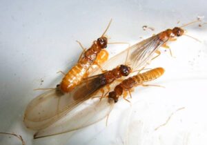 termites aleats