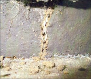 western subterranean termites