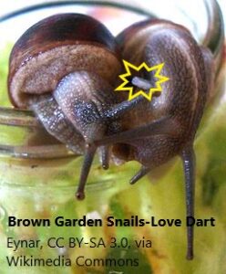 garden-snails-mating-and-love-dart-2-4-21