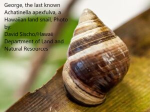 george-the-last-hawaiian-tree-snail