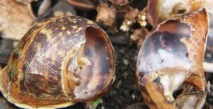 snail-shells-eaten-by-rats-blog-2-3-21