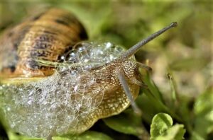snail-with-slime-bubbles-2-2-21