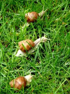 snails-in-the-lawn-blog-2-3-21