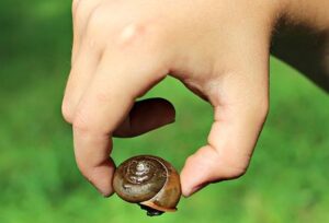 pick-up-snail-shells-2-2-21