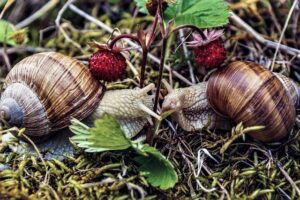 snails-in-strawberry-patch-2-2-21