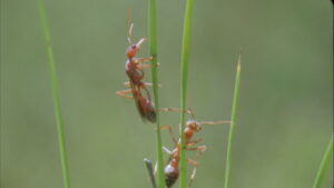 Ants on stalks of grass