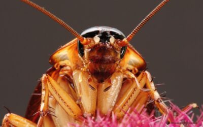 Roaches, Here Today! – Here Tomorrow?  Not If We Can Help It!