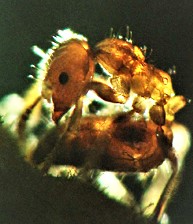 View of Lemon Ant-Devil Ant