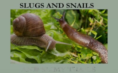 SLUGS AND SNAILS AND SLIMEY TRAILS