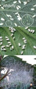 whitefly on plants