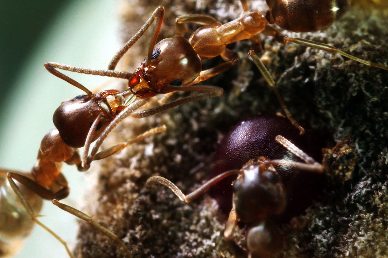 Argentine ants exchanging fluid LinepithemaHumile_1413 Corky's Pest