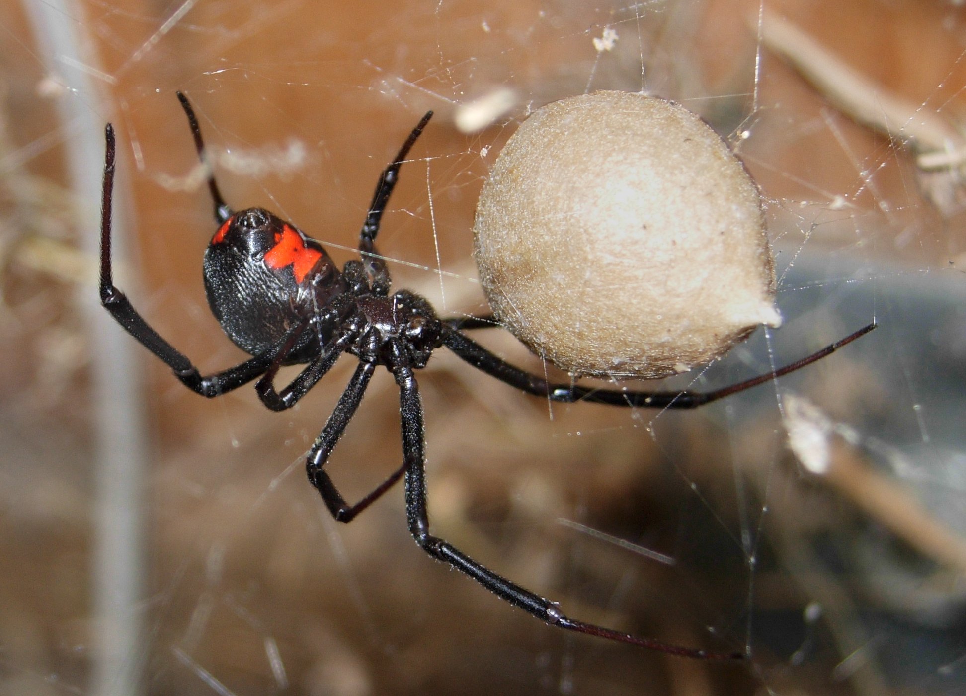 Black_Widow_Spider_070420 and egg Corky's Pest Control Services