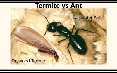 Termites vs The Human Habitat     …………………..Know The Opposition!