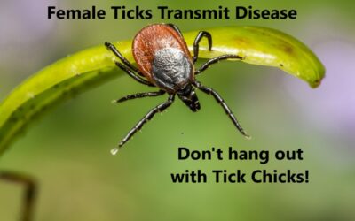 Look out for Ticks!